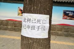 《看到了一棵树的讣告》 ​​​