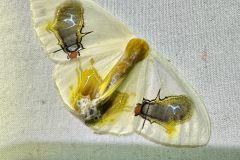婆罗洲灯诱发现明星物种！二蝇吃屎蛾：宽铃钩蛾！