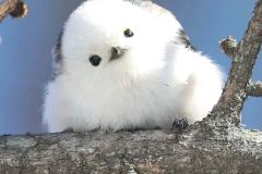 超萌小肥啾